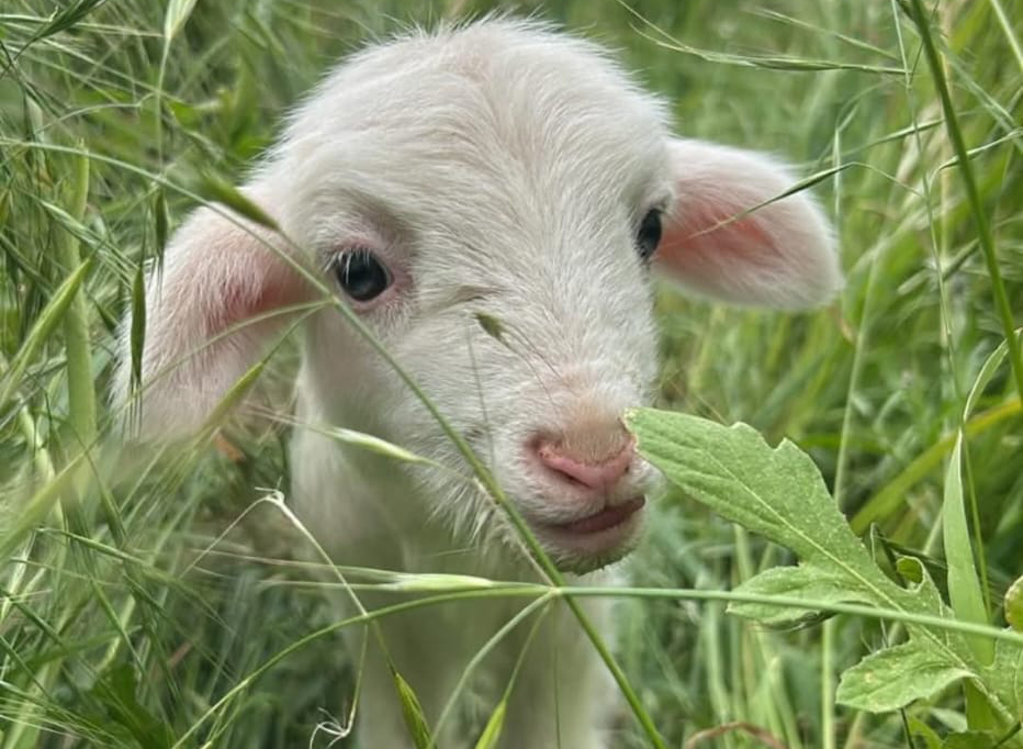 Ha nacido Dara, una nueva oveja palmera