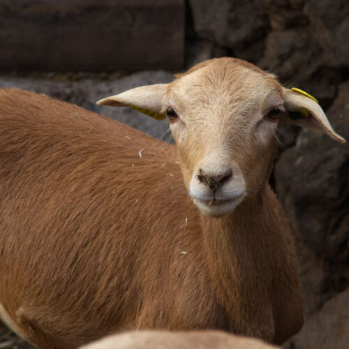 Dácil