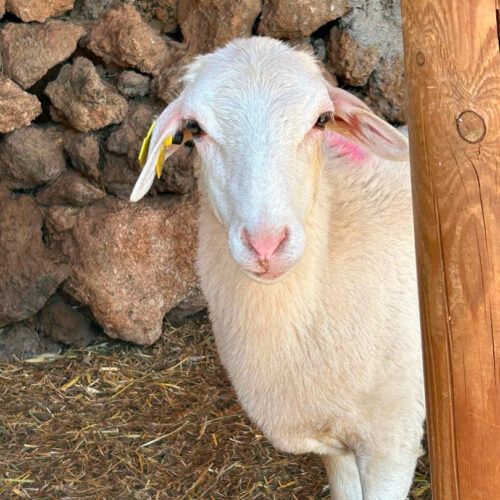 Guayarmina
